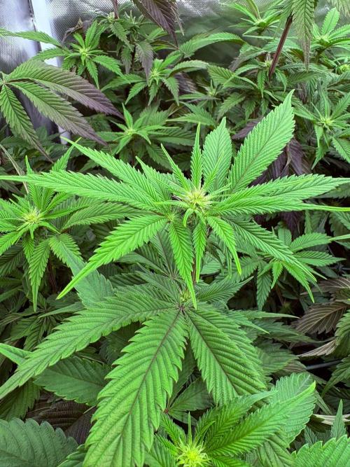 Winter is coming . Week 7