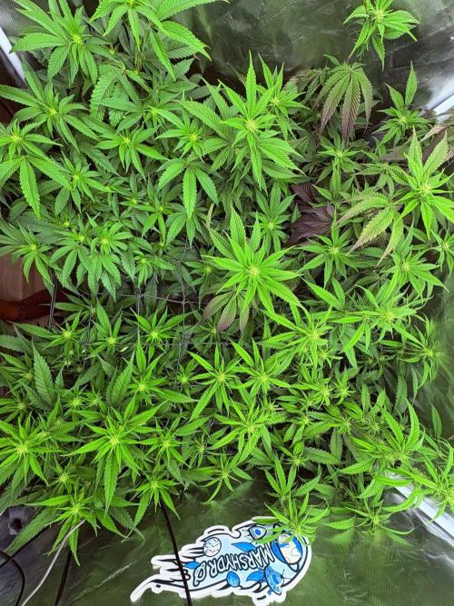 Winter is coming . Week 7 - Love these colours