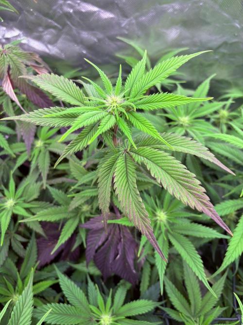 Winter is coming . Week 7