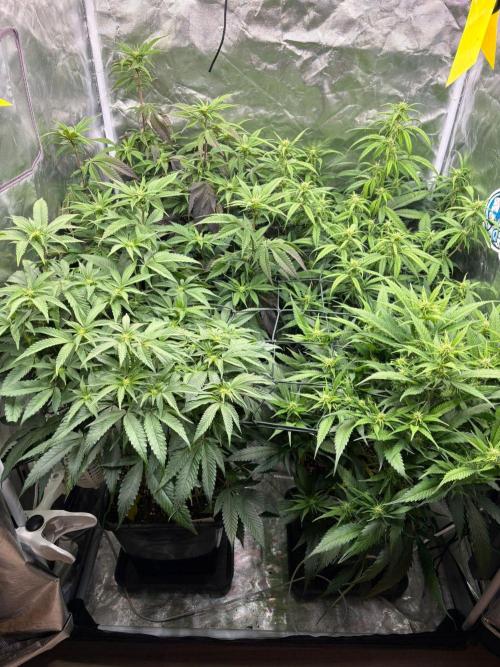 Winter is coming . Week 7 - Day 43 F14