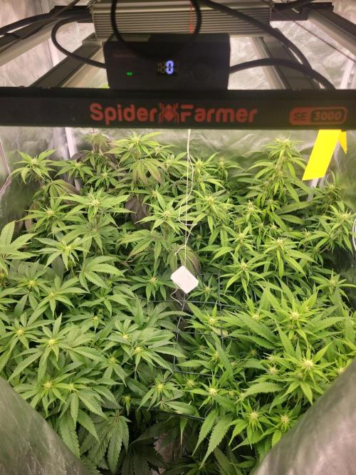 Winter is coming . Week 8 - Day 45 F16