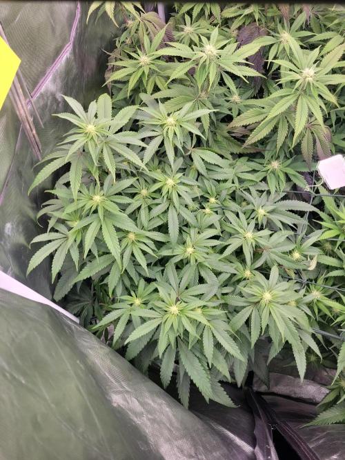 Winter is coming . Week 8 - PH