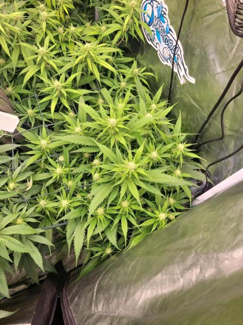 Winter is coming . Week 8 - GSK