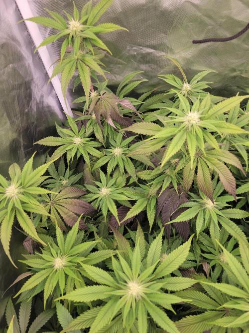 Winter is coming . Week 8 - BB