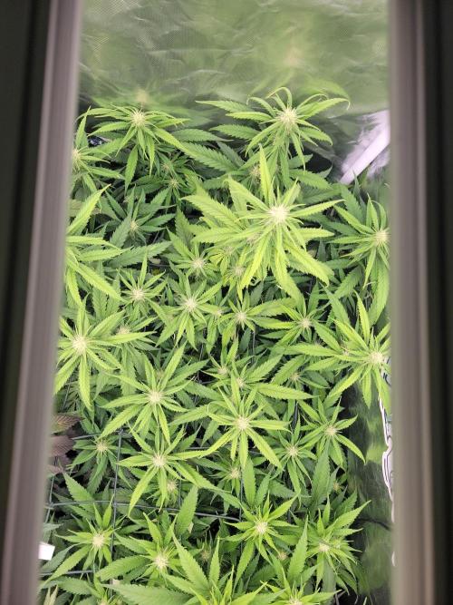 Winter is coming . Week 8 - AH