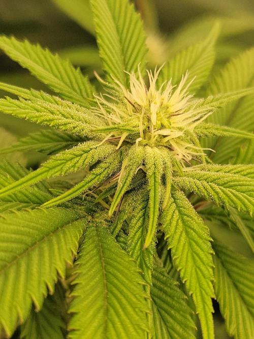 Winter is coming . Week 8