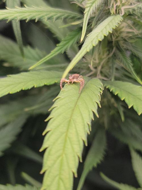 Winter is coming . Week 8 - Friend is back