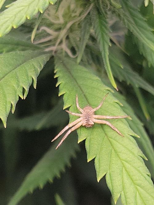 Winter is coming . Week 8 - IM BACK