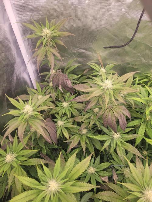 Winter is coming . Week 8