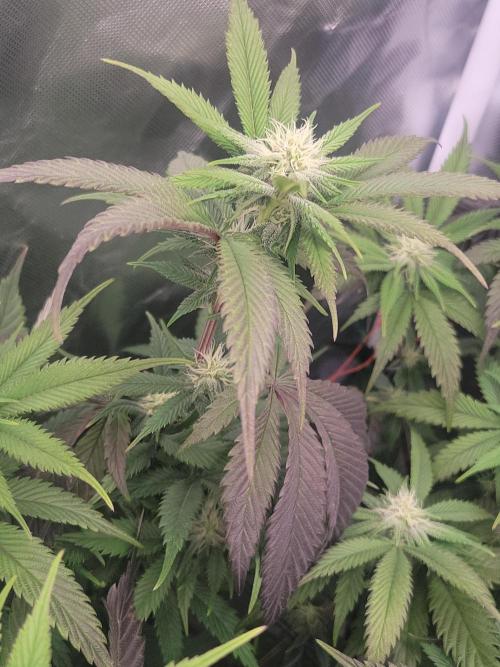 Winter is coming . Week 8