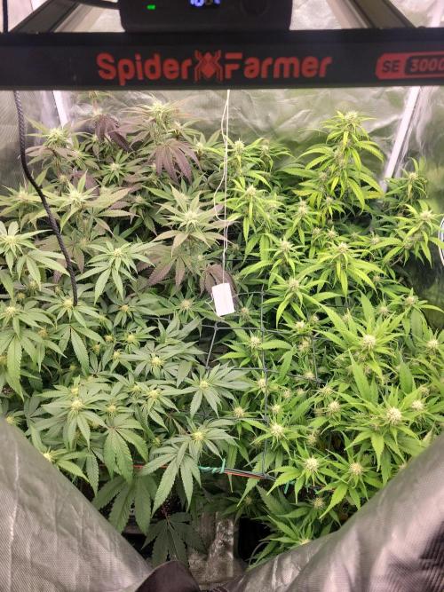 Winter is coming . Week 8 - Day 50 F 21