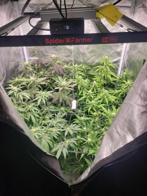 Winter is coming . Week 8