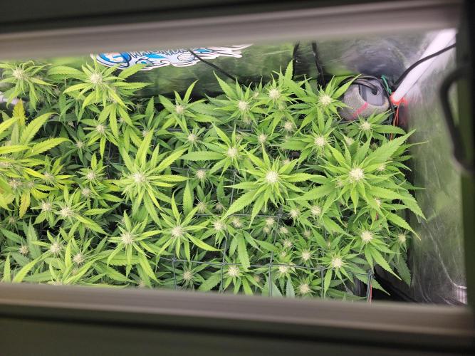 Winter is coming . Week 8