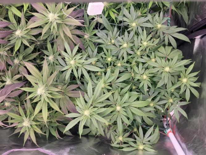 Winter is coming . Week 8