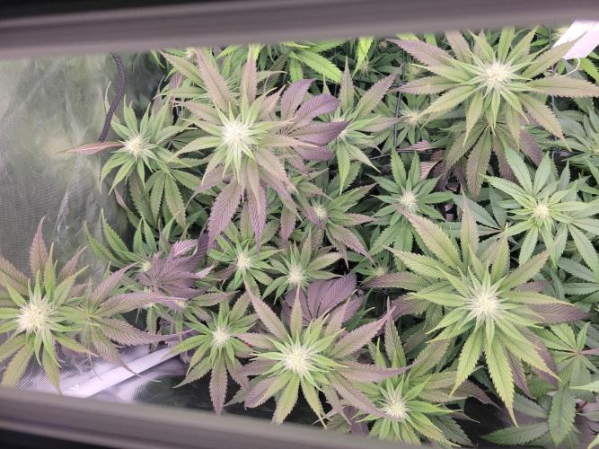 Winter is coming . Week 8