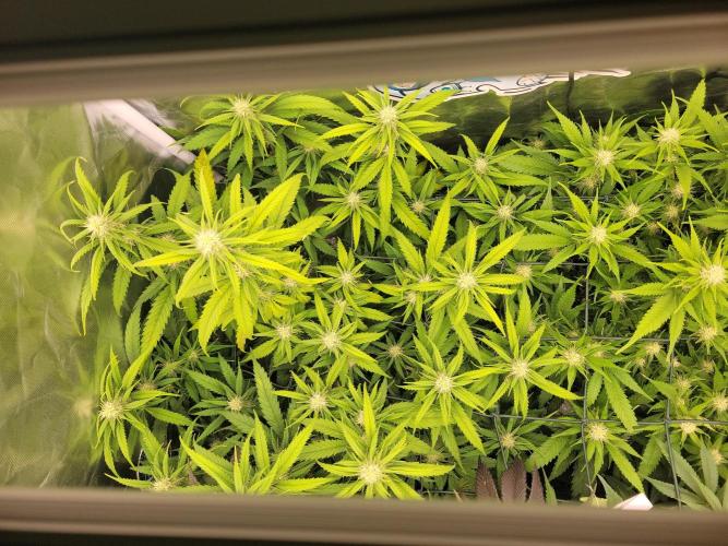 Winter is coming . Week 8