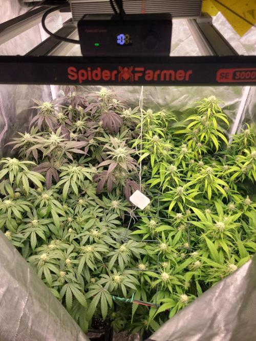 Winter is coming . Week 9 - FD 29