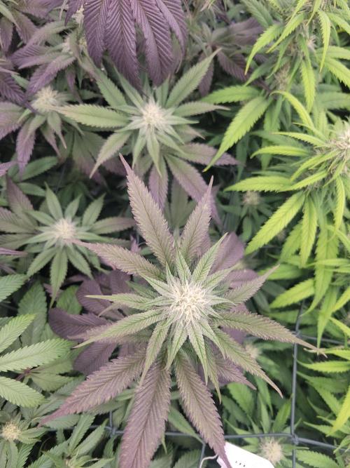 Winter is coming . Week 9 - BB