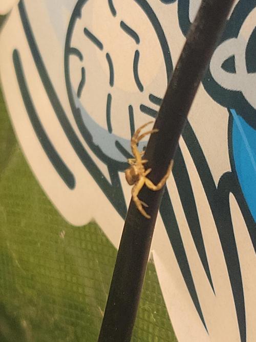 Winter is coming . Week 9 - Friend