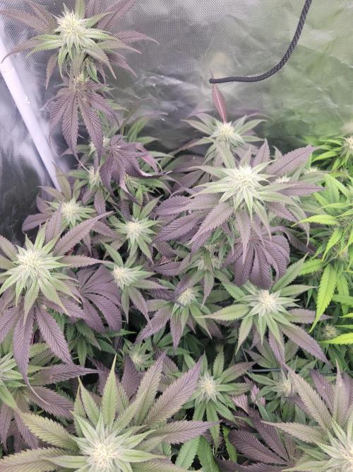 Winter is coming . Week 9