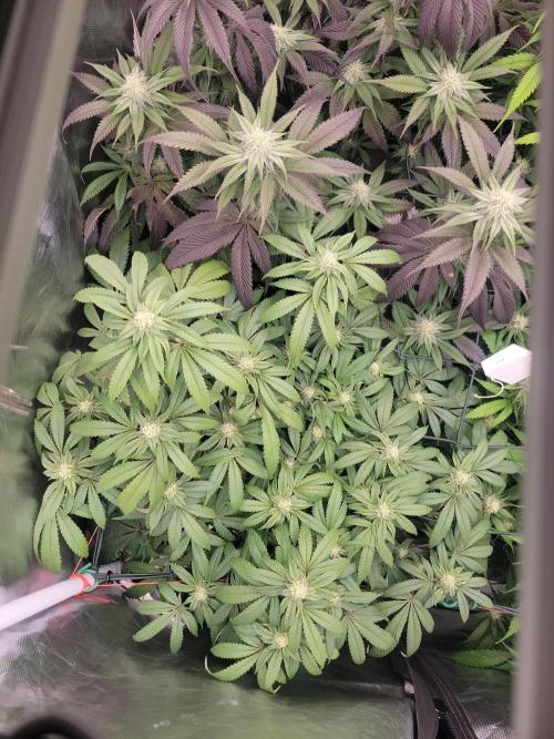 Winter is coming . Week 9 - Purple haze