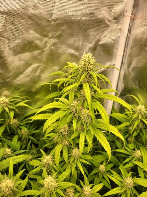 Winter is coming . Week 9 - Amnesia Haze