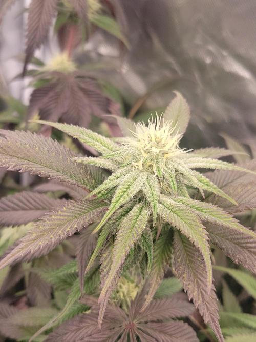 Winter is coming . Week 9 - Bruce banner 