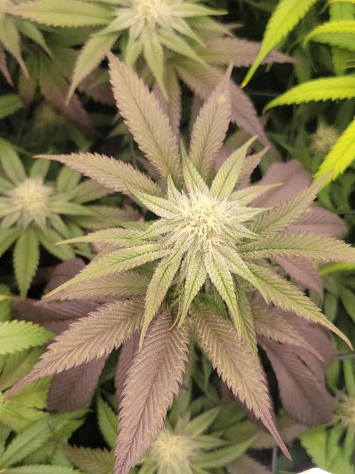 Winter is coming . Week 9