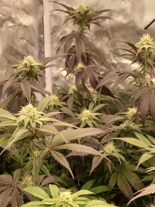 Winter is coming . Week 9