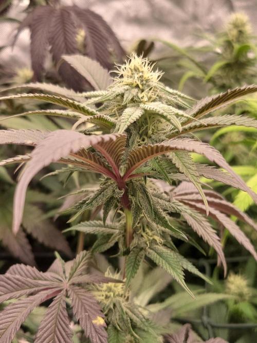 Winter is coming . Week 9 - In love 