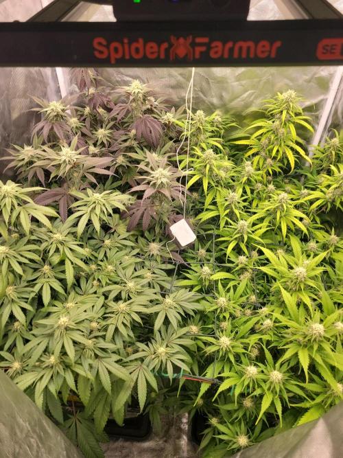 Winter is coming . Week 9