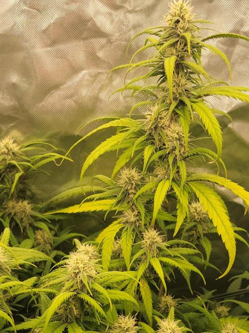 Winter is coming . Week 9