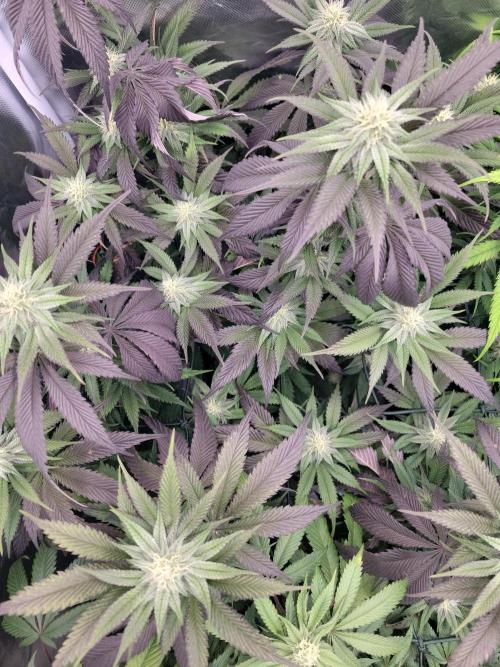 Winter is coming . Week 9 - I cant get enough of her 