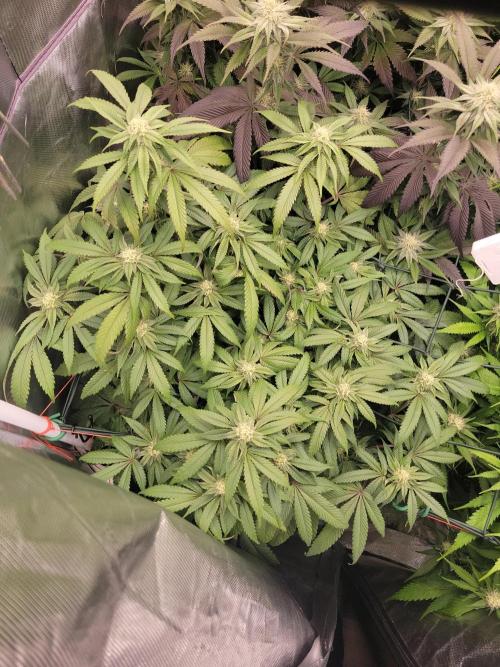 Winter is coming . Week 9 - Purple haze