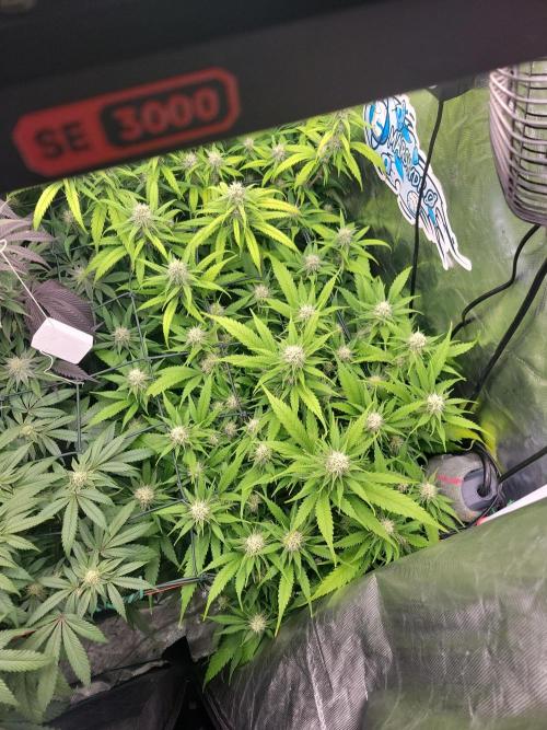 Winter is coming . Week 9 - Gorilla Skittelz 