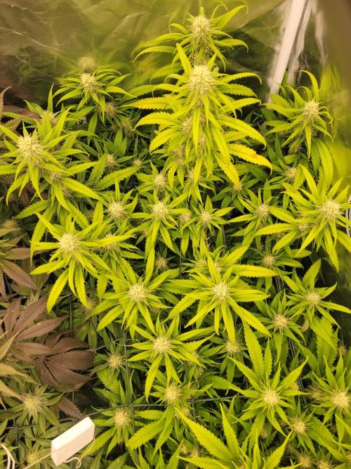 Winter is coming . Week 9 - Amnesia haze