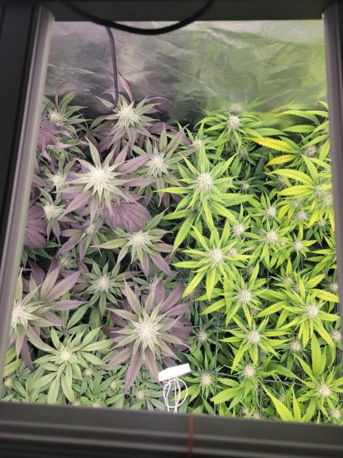 Winter is coming . Week 9