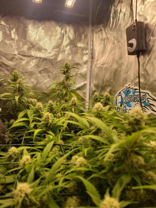 Winter is coming . Week 9