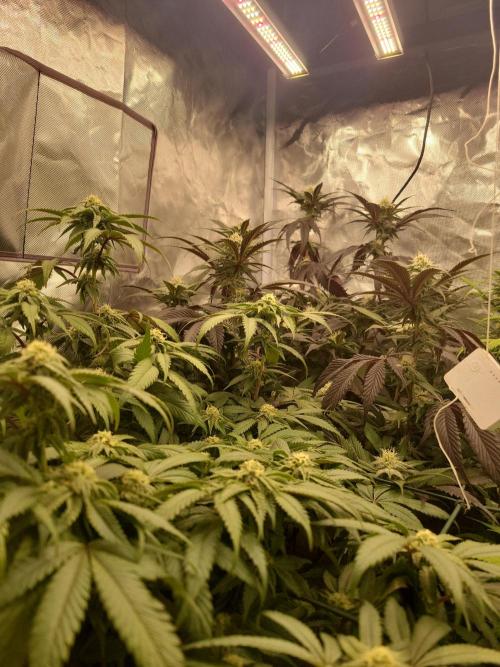 Winter is coming . Week 9