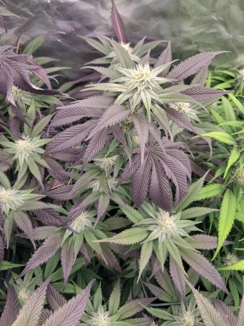 Winter is coming . Week 9