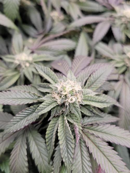 Winter is coming . Week 9 - Purple haze