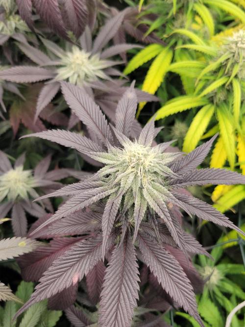 Winter is coming . Week 9