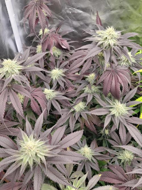 Winter is coming . Week 9