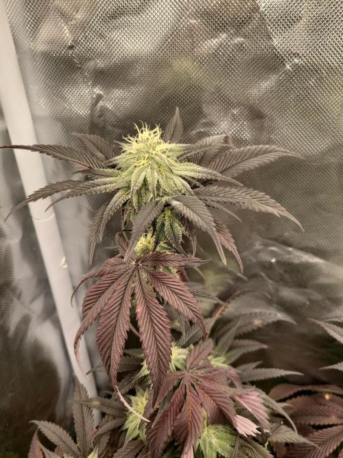 Winter is coming . Week 9