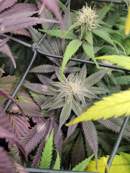 Winter is coming . Week 9 - Colours 💚❤️💜