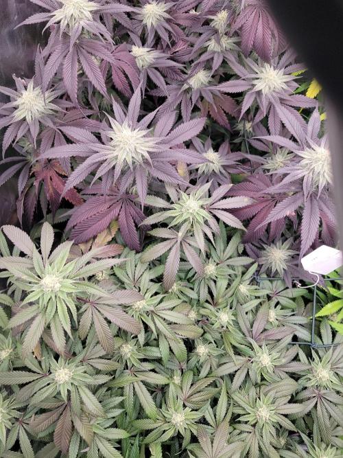 Winter is coming . Week 9