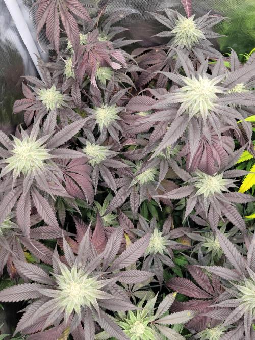 Winter is coming . Week 9