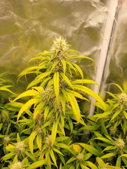 Winter is coming . Week 9