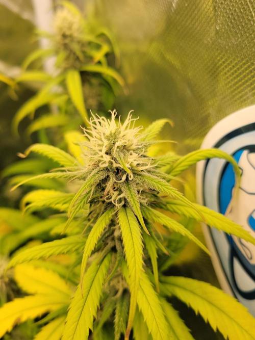 Winter is coming . Week 9