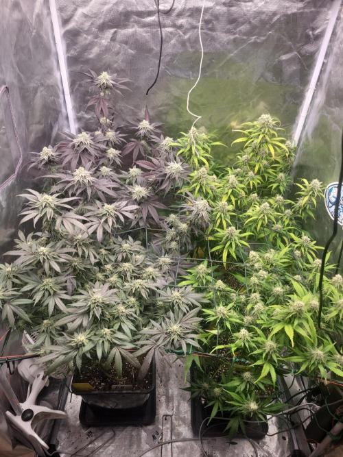 Winter is coming . Week 10